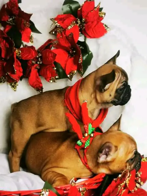 Bulldog Puppies in Johannesburg (11/12/2020)