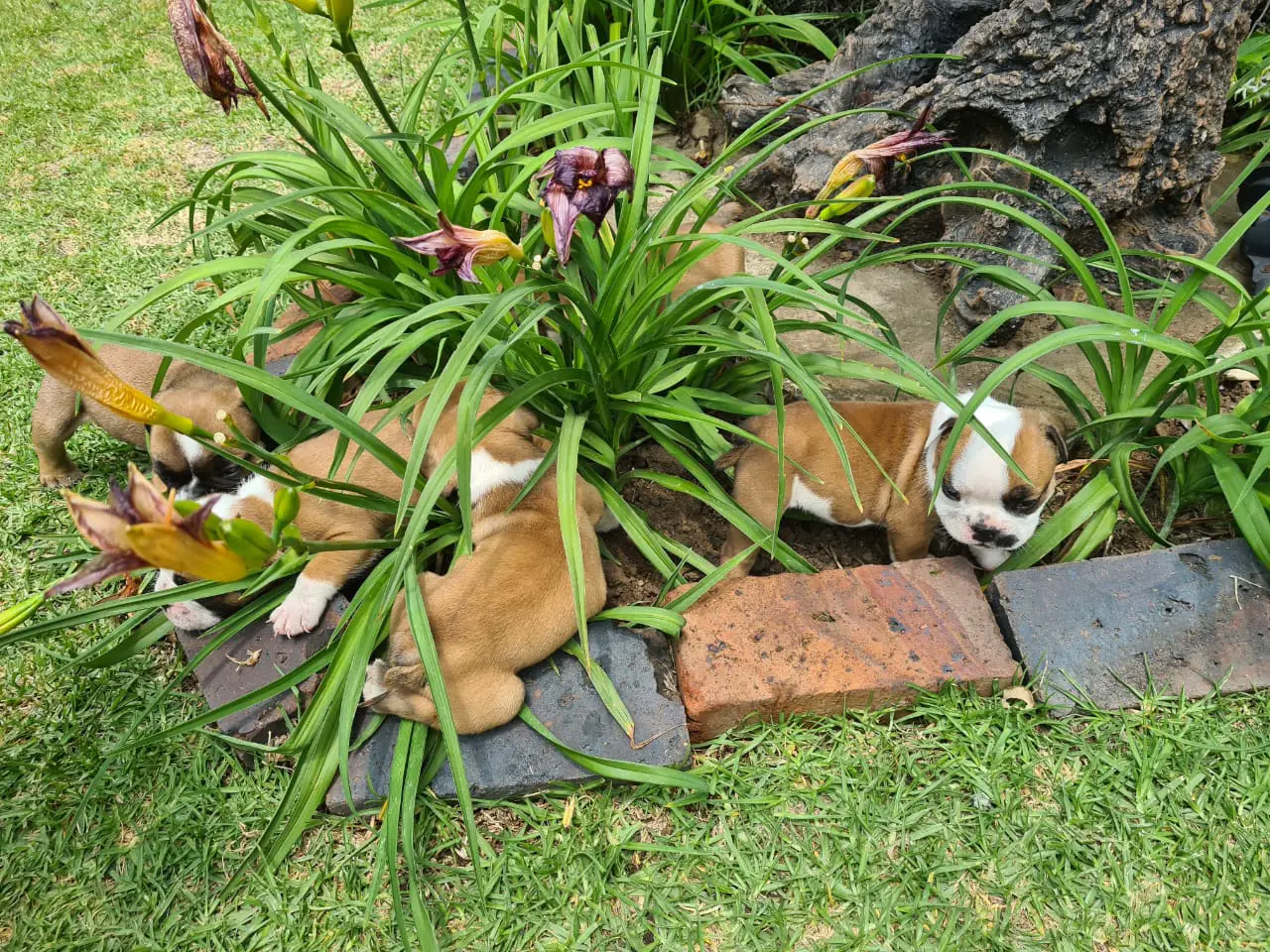 Bulldog Puppies in Mpumalanga (14/12/2020)