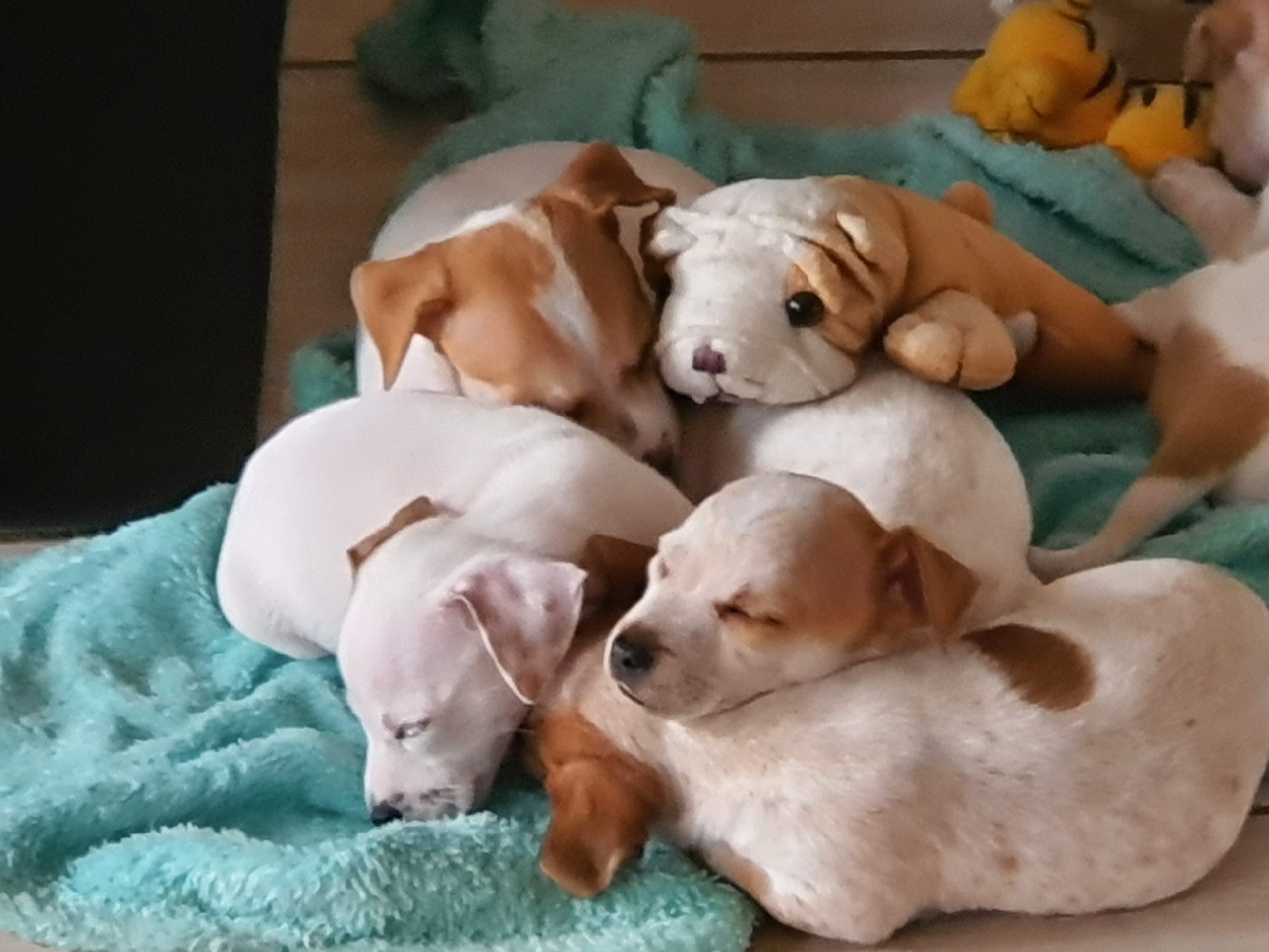 Jack Russell Puppies in Johannesburg (22/12/2020)