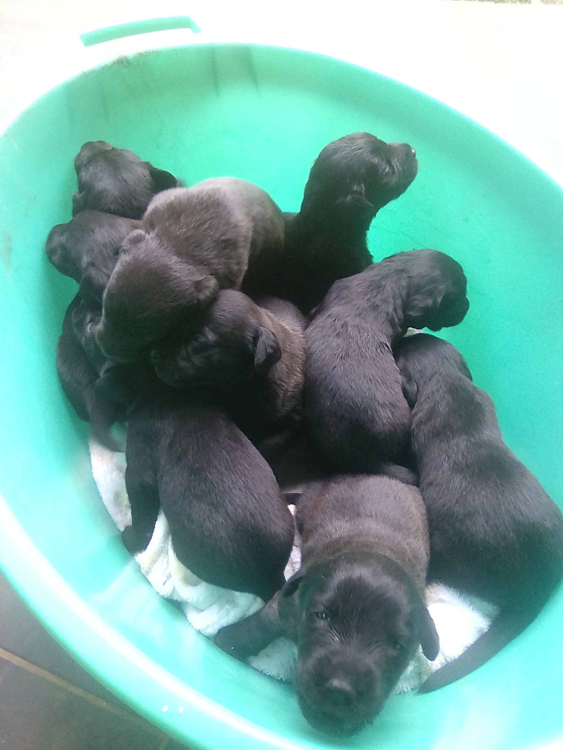 Labrador Puppies in Other (12/01/2021)