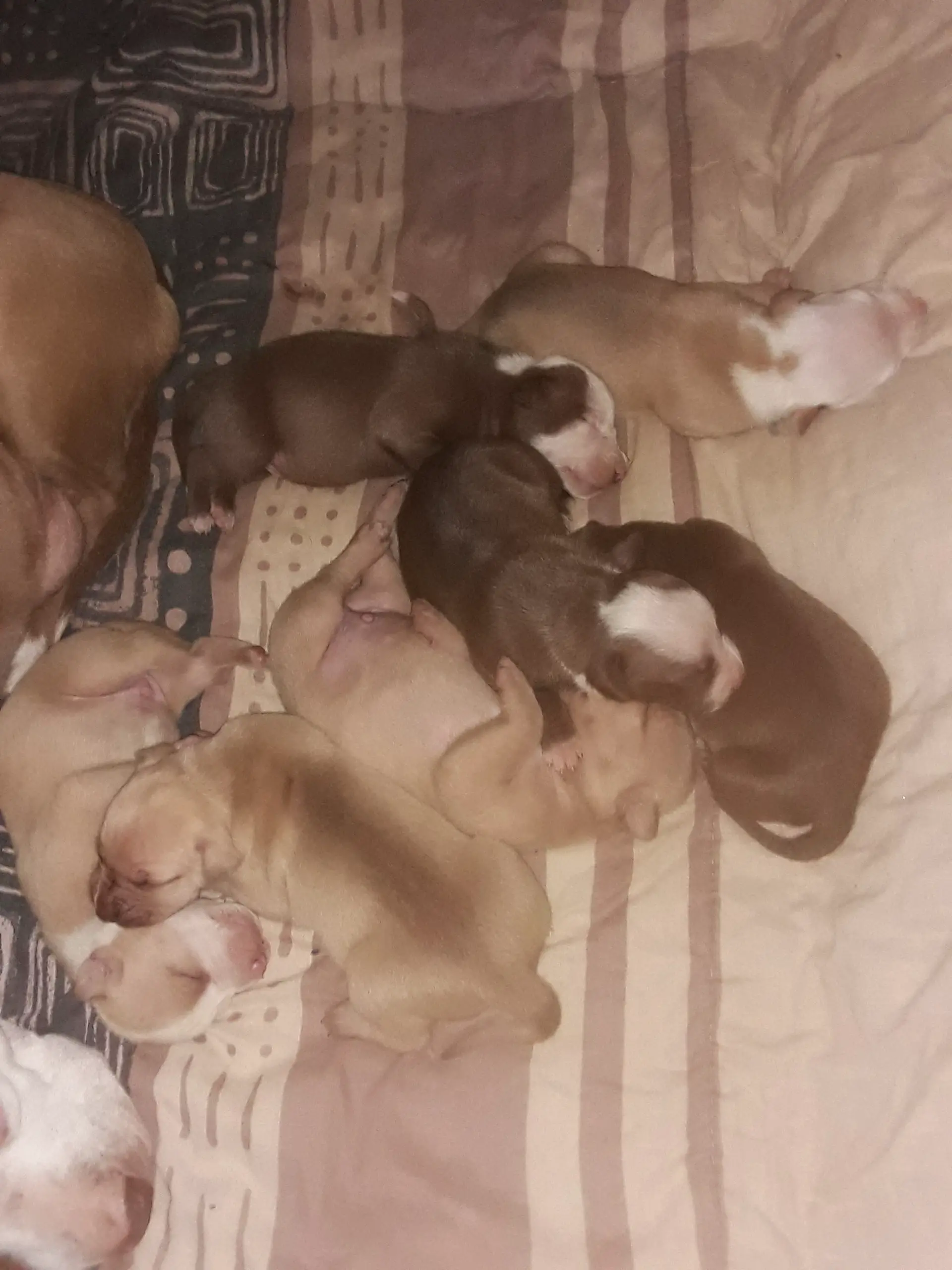 Pitbull Puppies in East Rand (04/01/2021)
