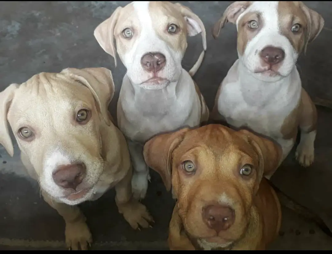 Pitbull Puppies in Pretoria (14/01/2021)