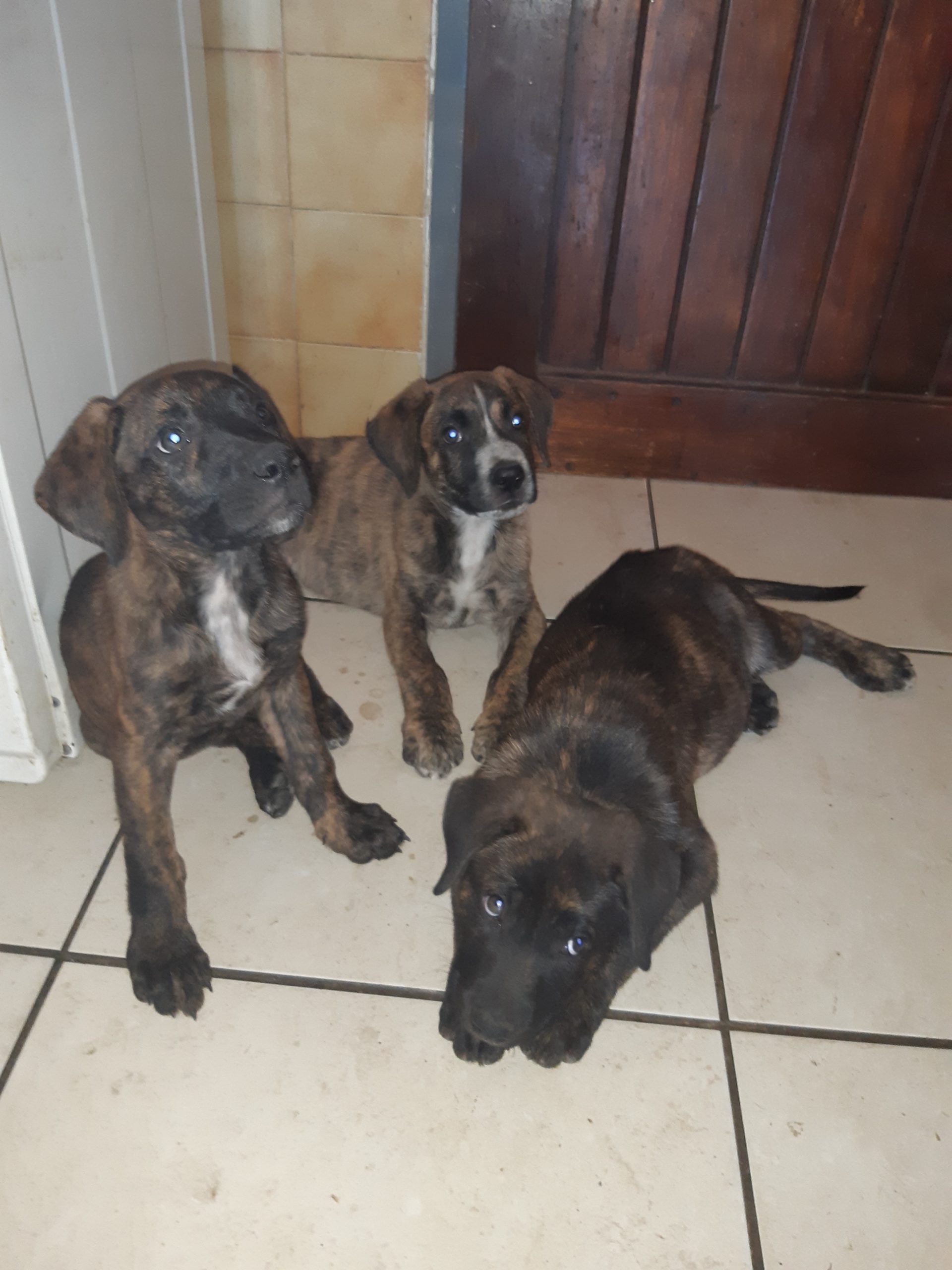 Pitbull Puppies in East Rand (26/01/2021)