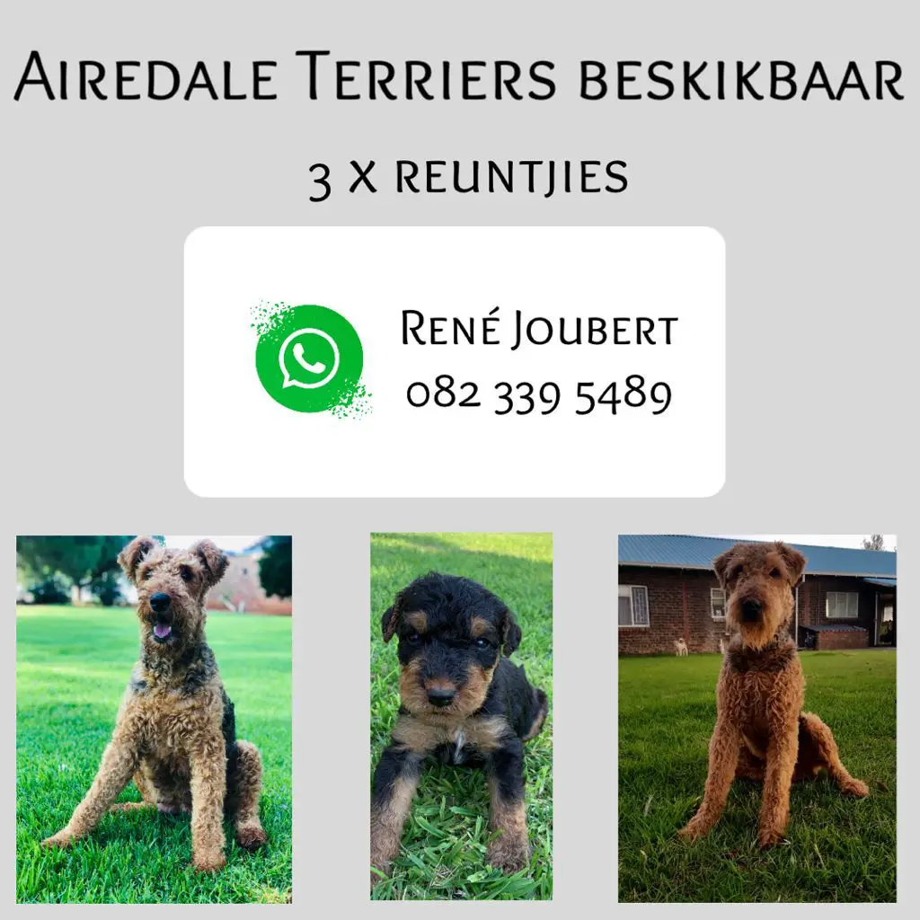 Other Puppies in Bloemfontein (31/01/2021)