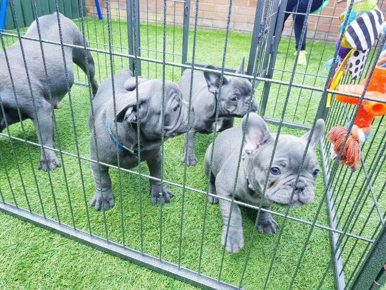 French Bulldog Puppies in Kwazulu Natal (08/01/2021)