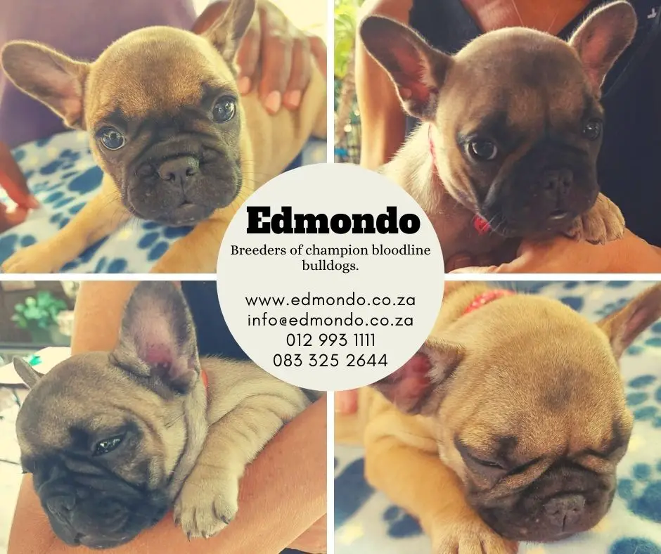 French Bulldog Puppies in Pretoria (25/01/2021)