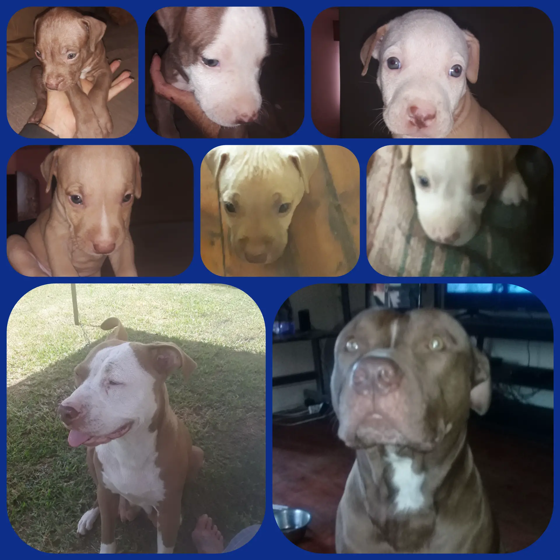 Pitbull Puppies in East Rand (28/01/2021)