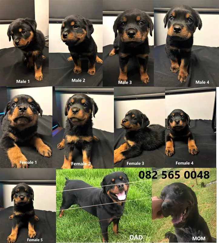 Rottweiler Puppies in Pretoria (28/01/2021)