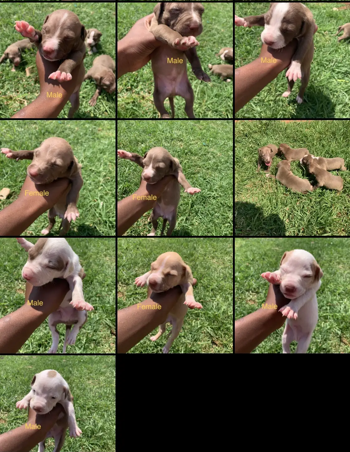Pitbull Puppies in Johannesburg (20/01/2021)