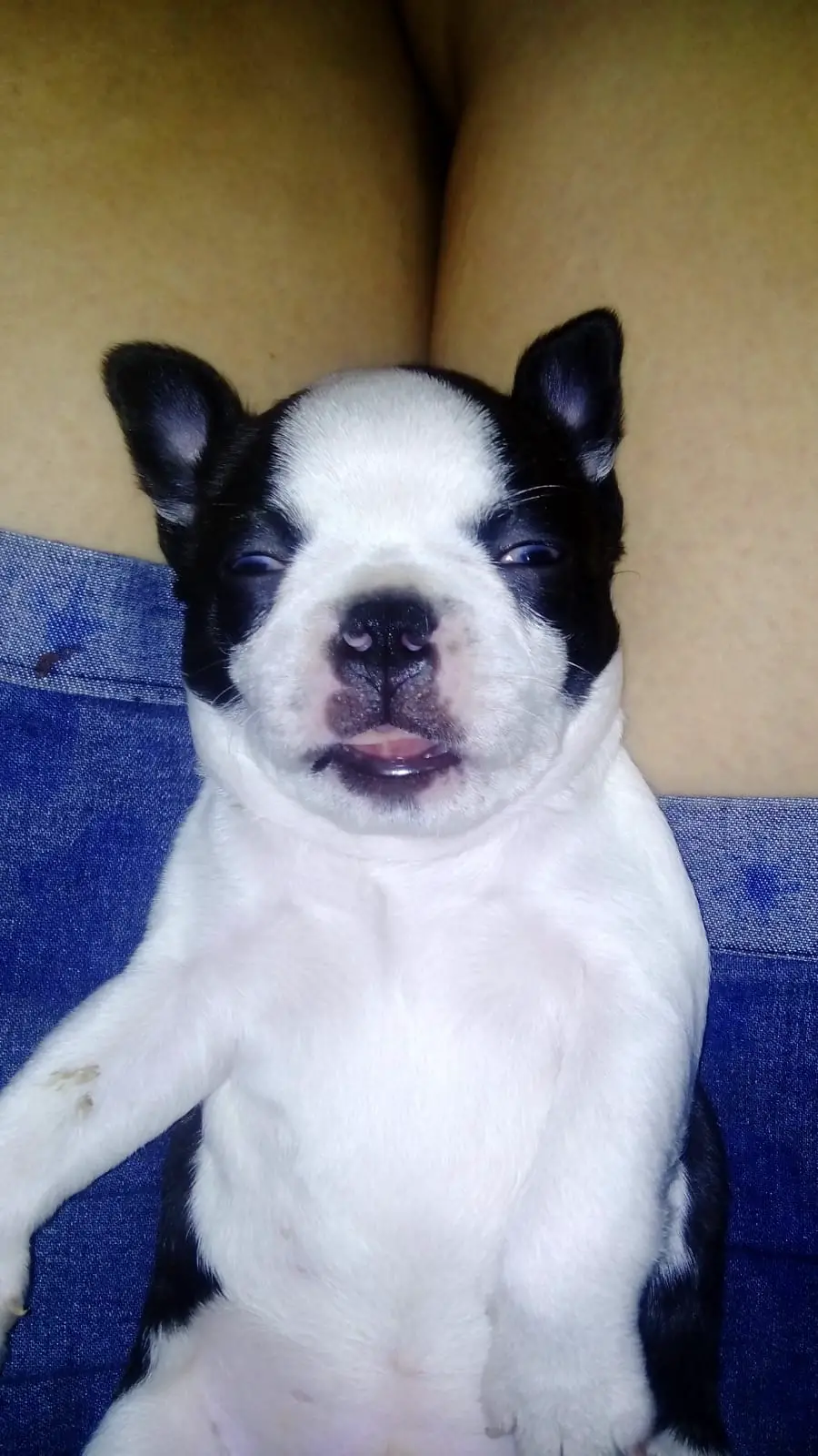 Boston Terrier Puppies in East Rand (18/01/2021)