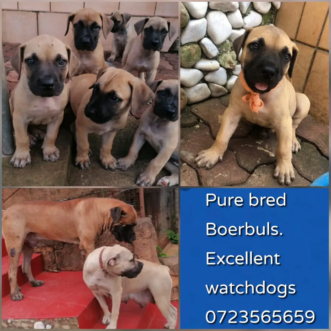 Boerboel Puppies in Kwazulu Natal (18/01/2021)