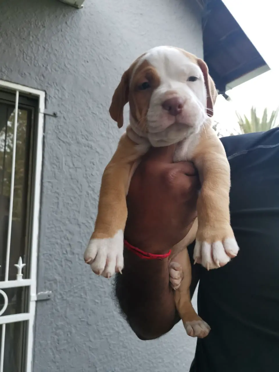 Pitbull Puppies in Johannesburg (18/01/2021)