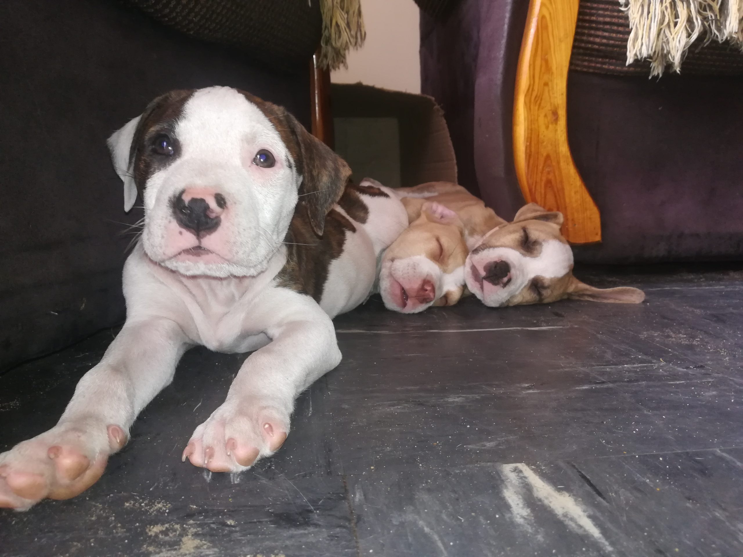 Pitbull Puppies in Cape Town (30/01/2021)