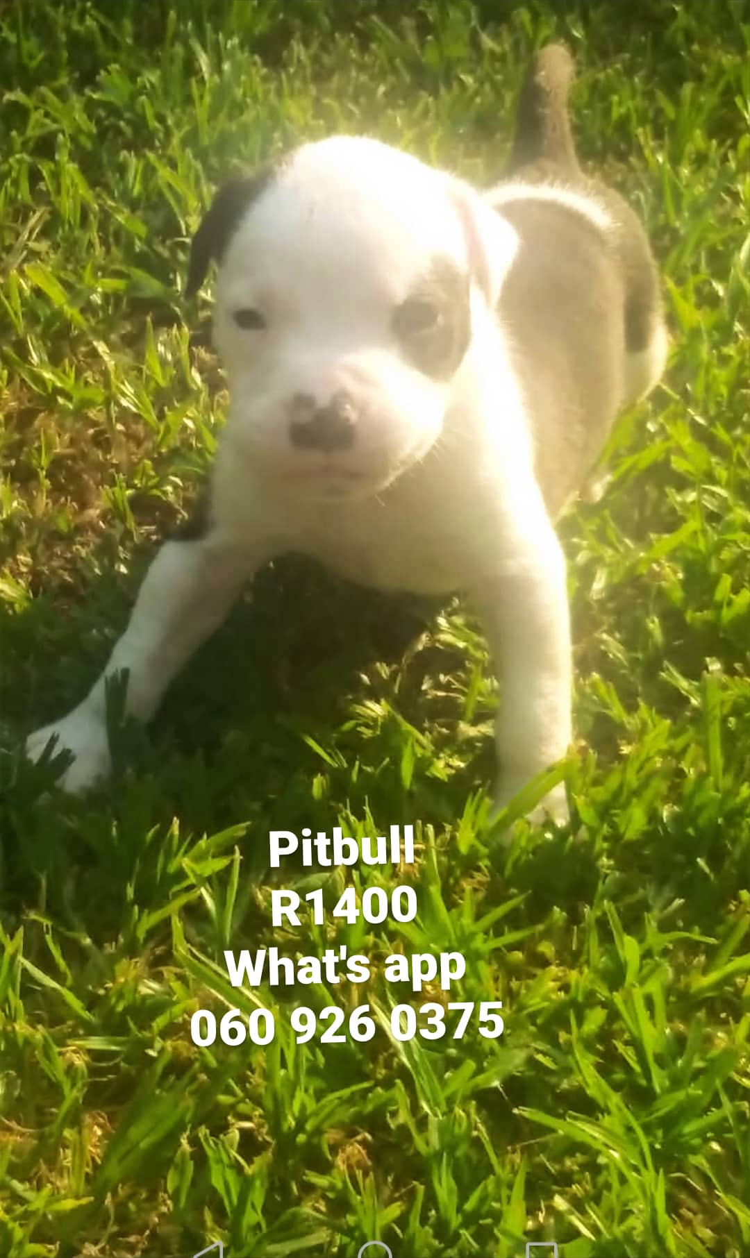 Pitbull Puppies in Pretoria (04/01/2021)