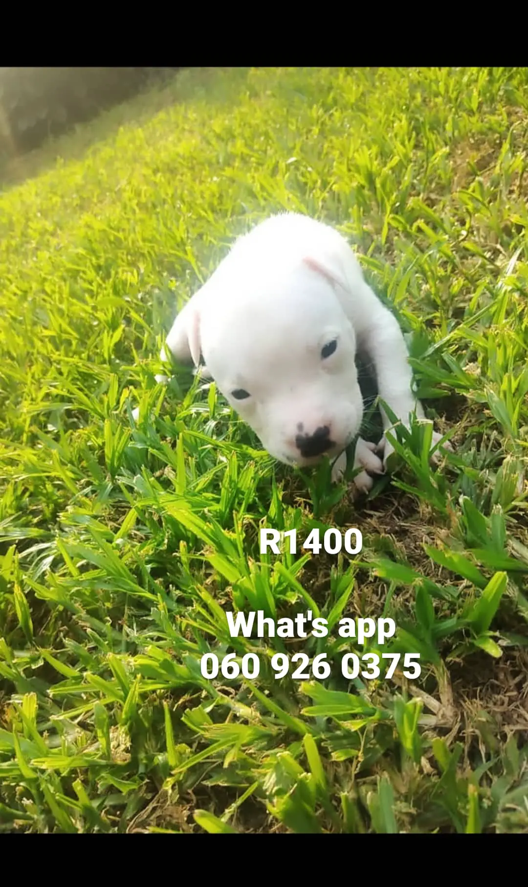 Pitbull Puppies in Pretoria (02/01/2021)