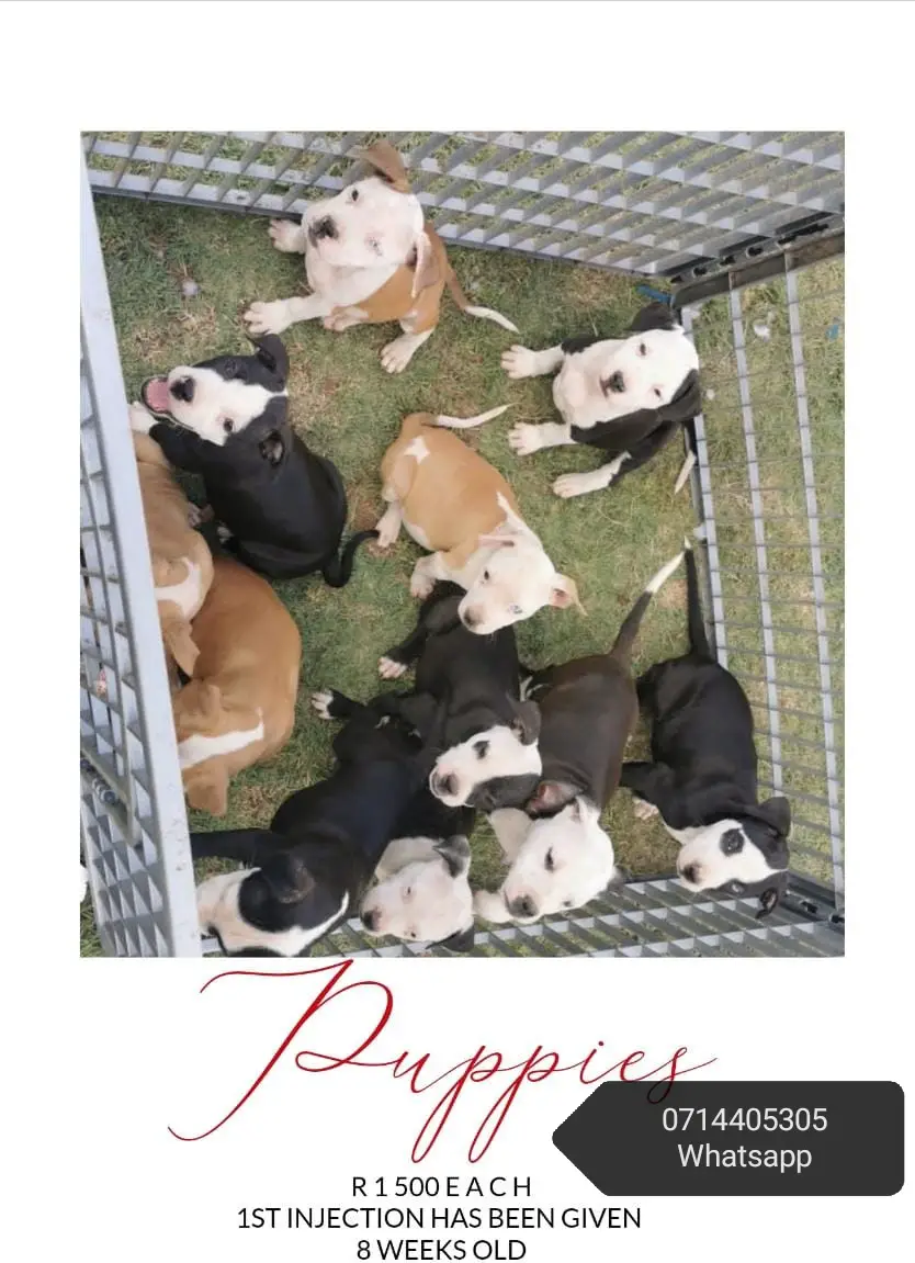 Pitbull Puppies in Vereeniging (14/01/2021)