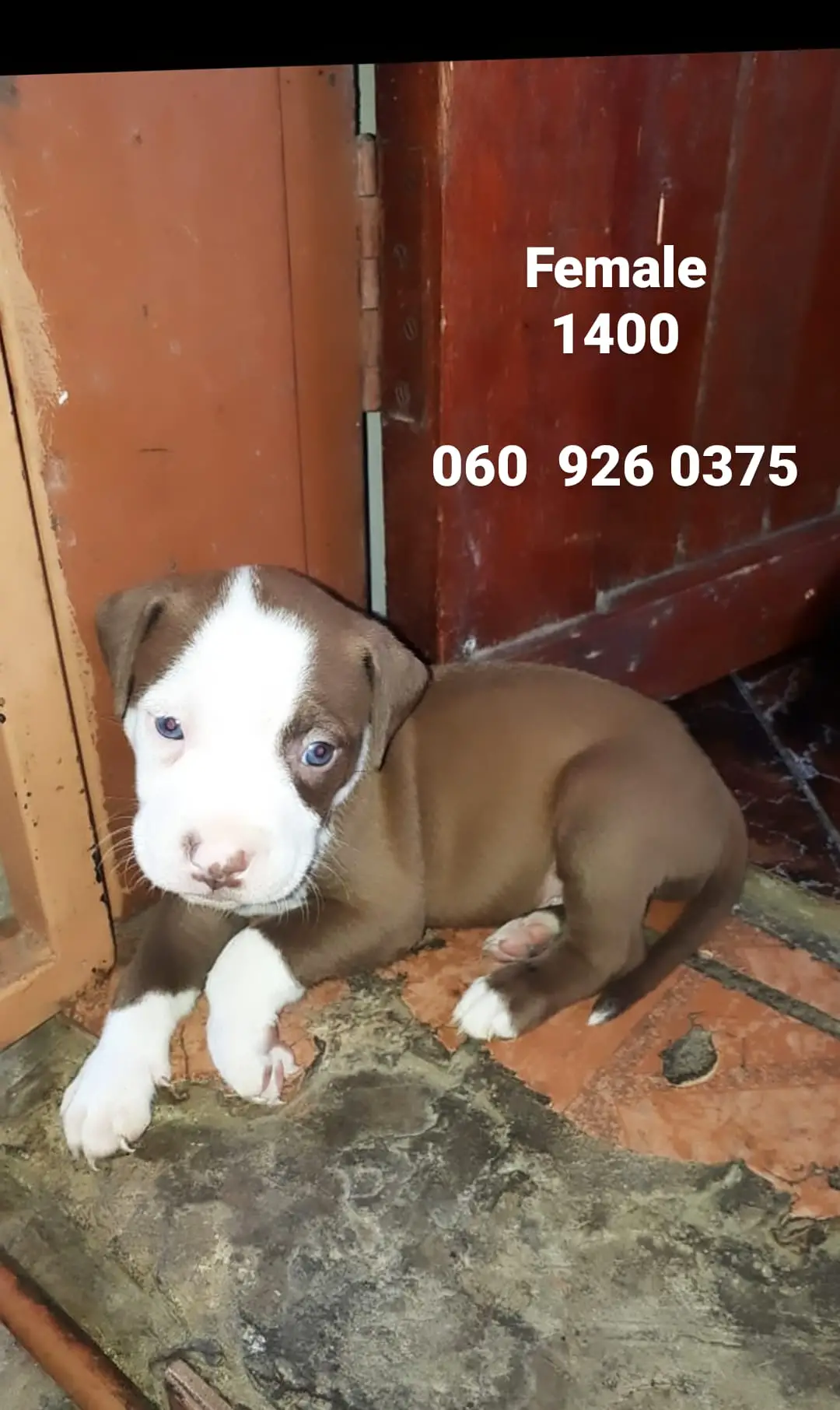 Pitbull Puppies in Pretoria (15/01/2021)