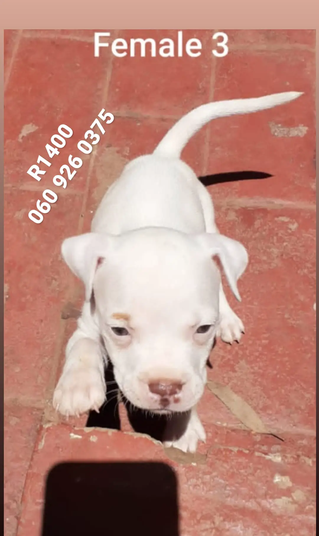 Pitbull Puppies in Pretoria (25/01/2021)