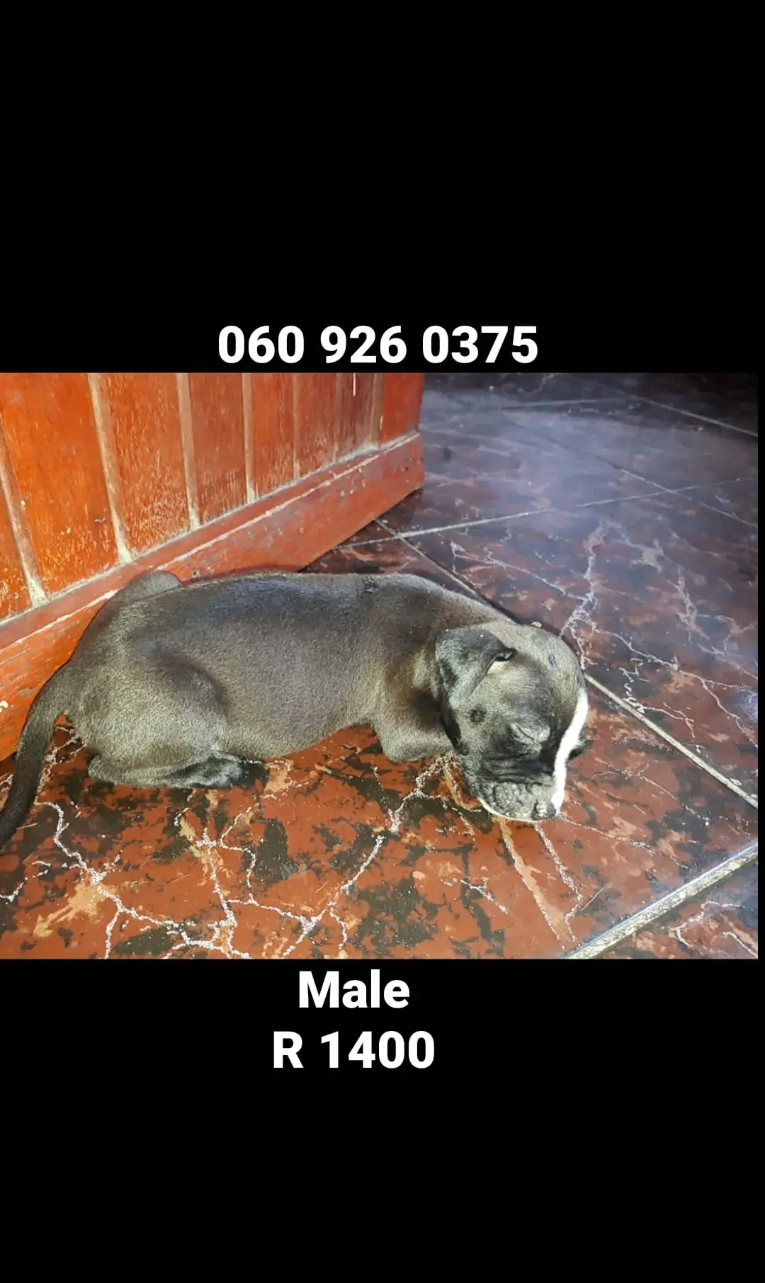 Pitbull Puppies in Pretoria (16/01/2021)