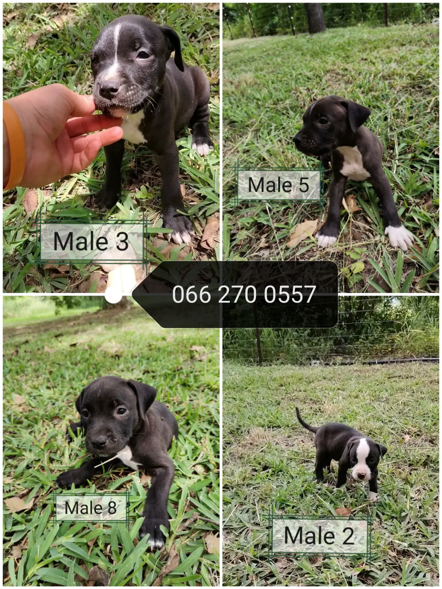 Pitbull Puppies in Pretoria (19/01/2021)