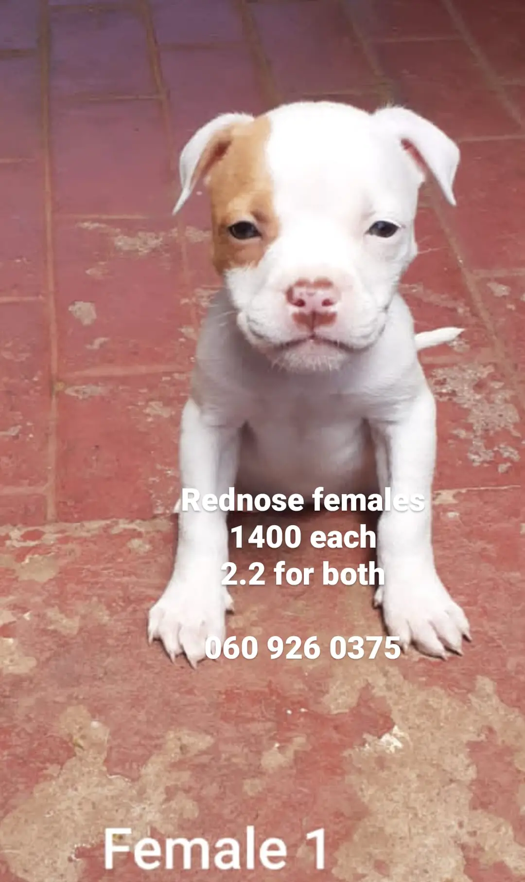 Pitbull Puppies in Pretoria (25/01/2021)