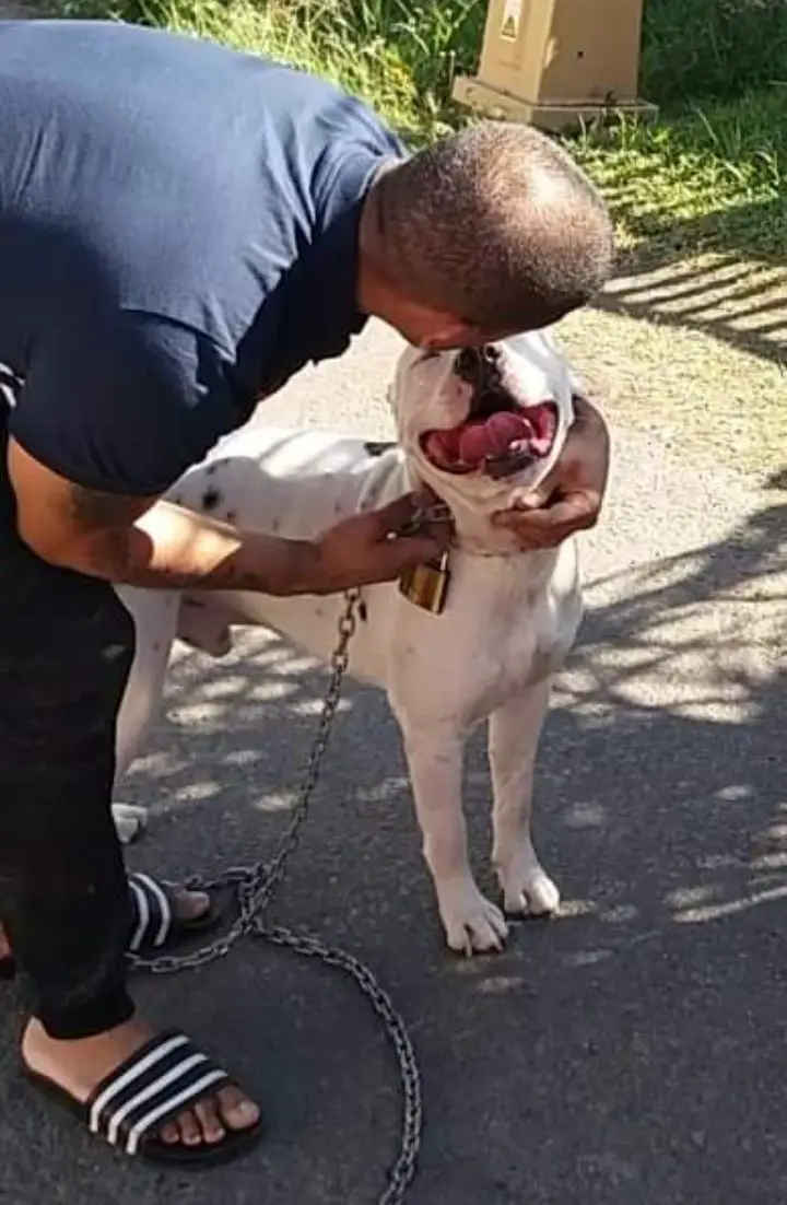 Pitbull Puppies in Kwazulu Natal (12/01/2021)
