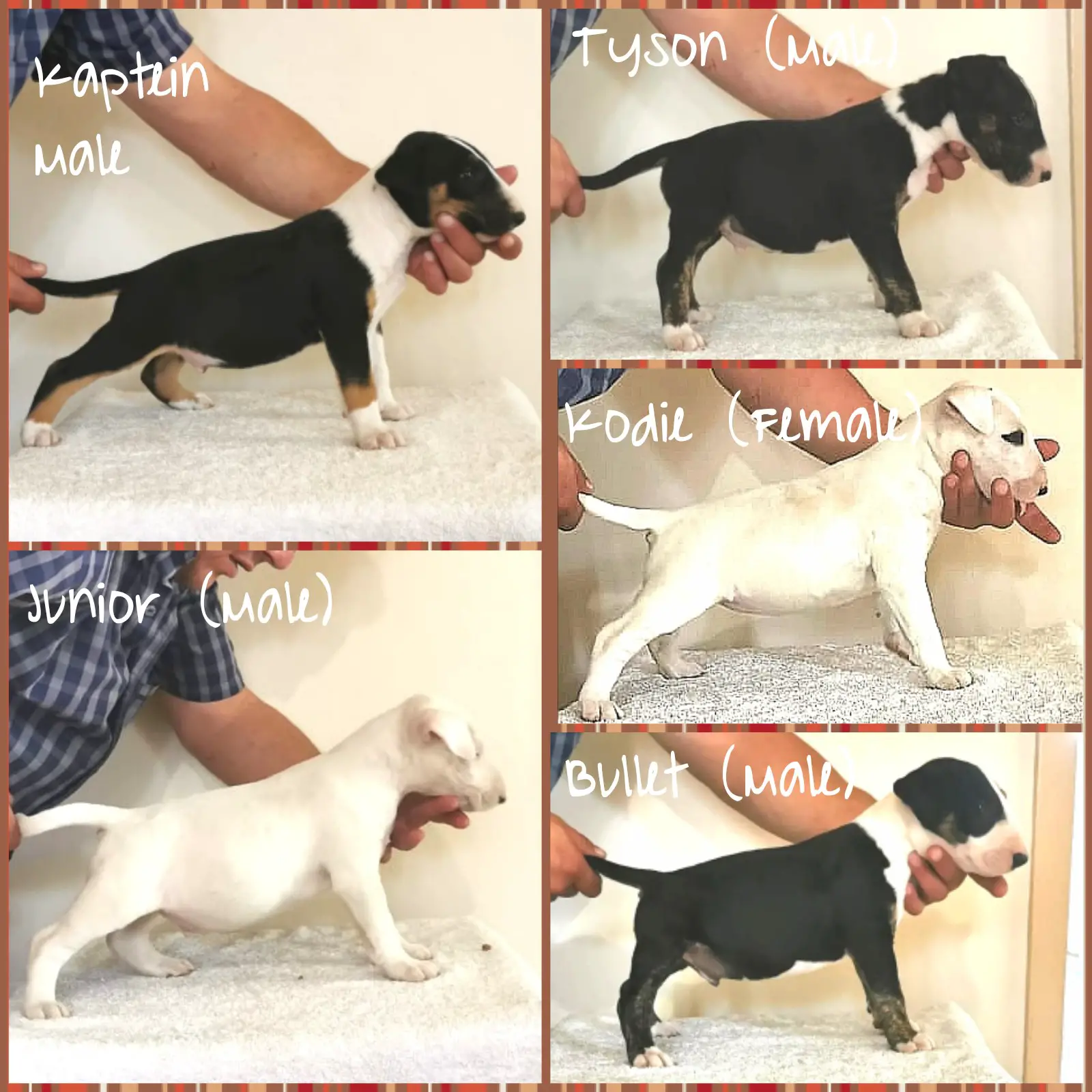 Bull Terrier Puppies in Pretoria (06/01/2021)