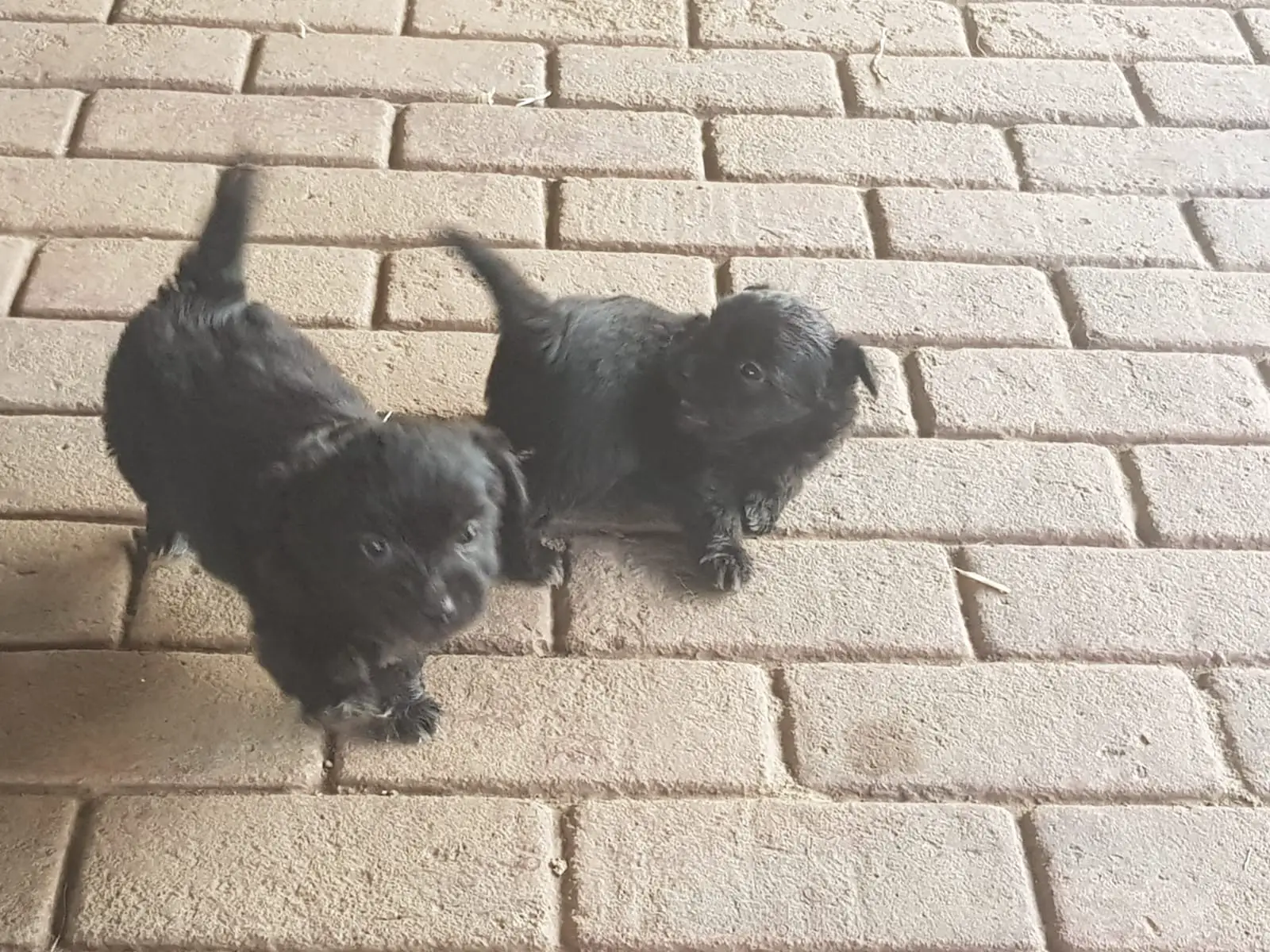 Poodle Puppies in Johannesburg (05/01/2021)