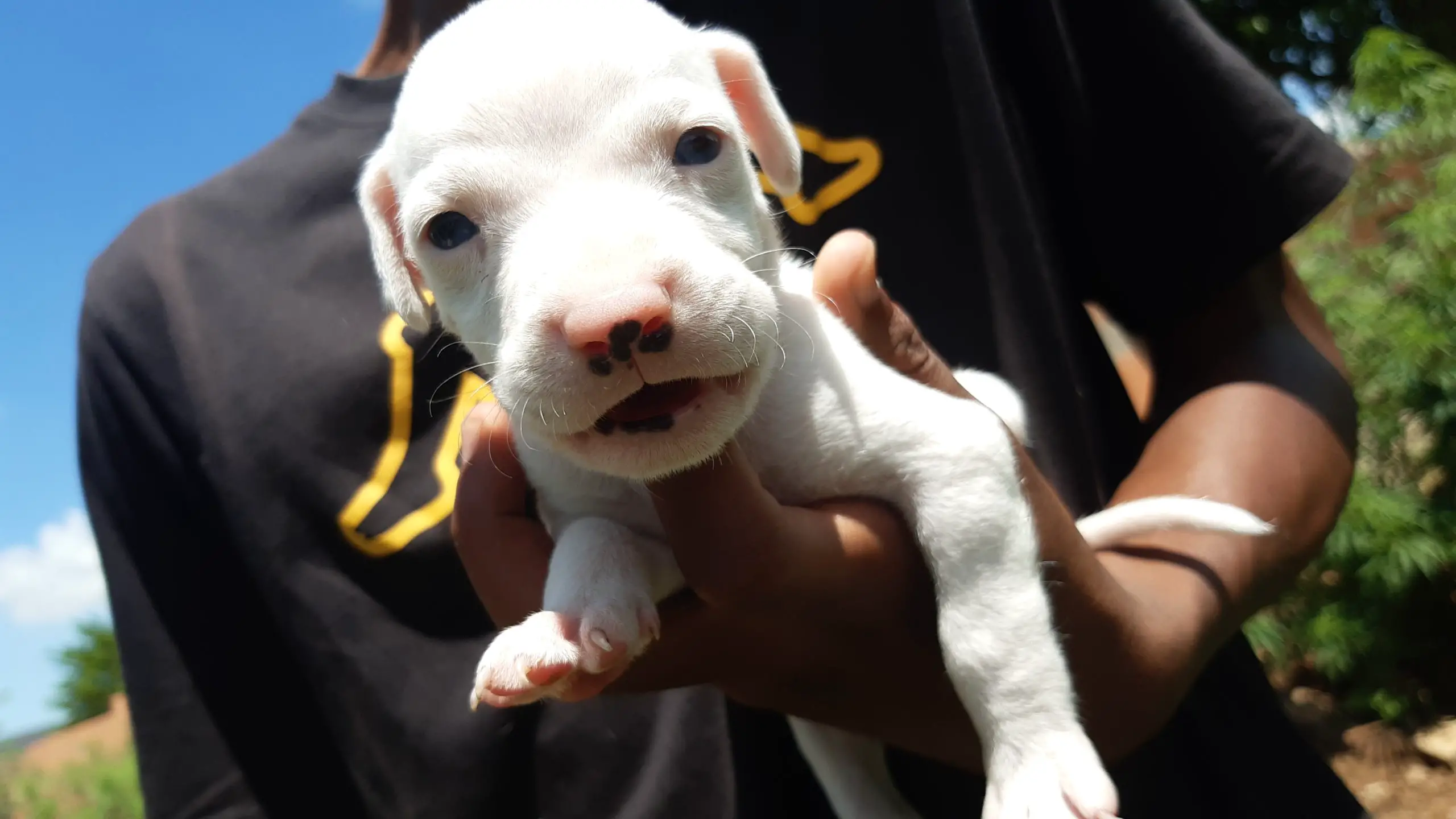 Pitbull Puppies in Johannesburg (06/02/2021)