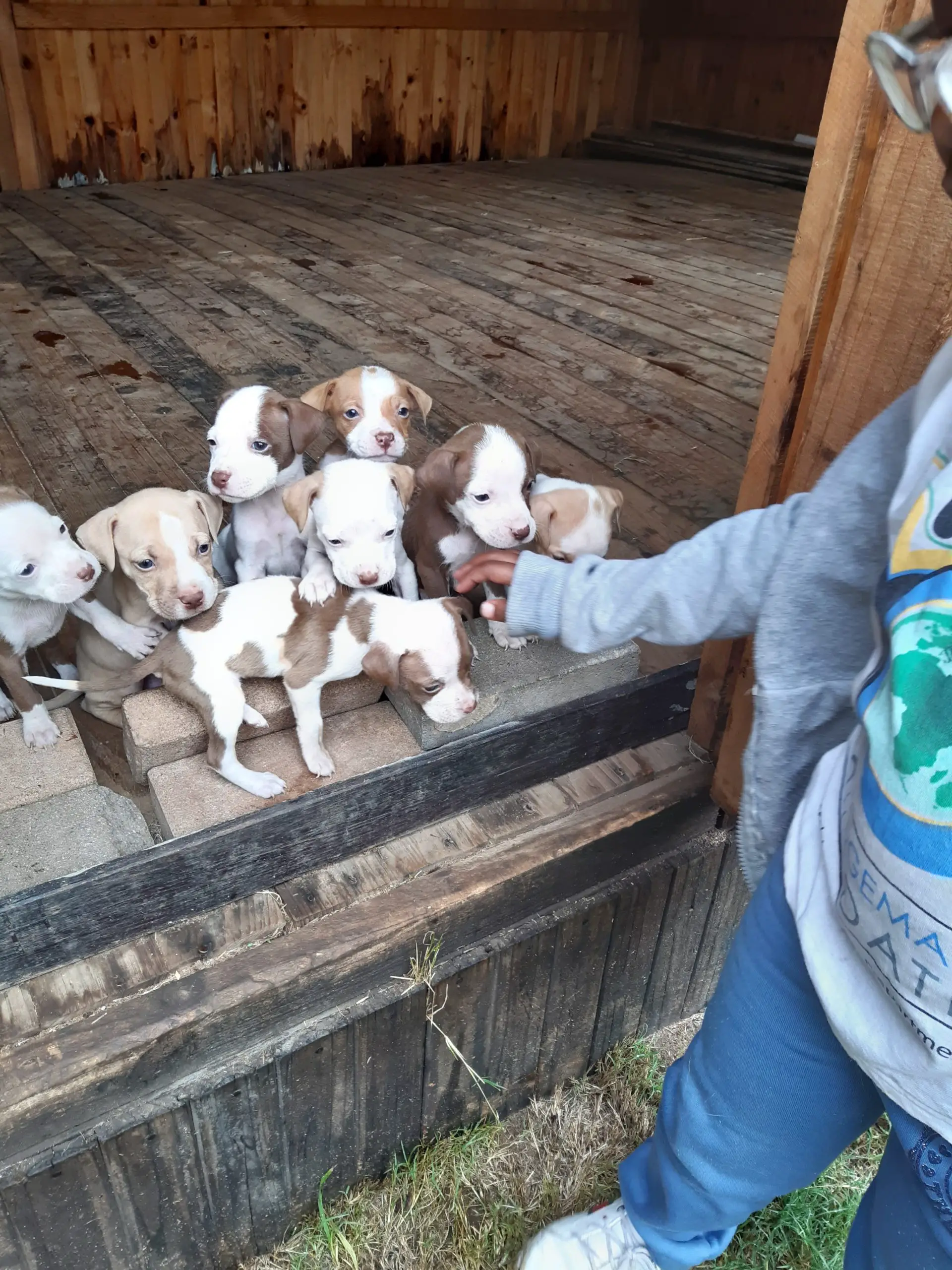 Pitbull Puppies in Pretoria (12/02/2021)