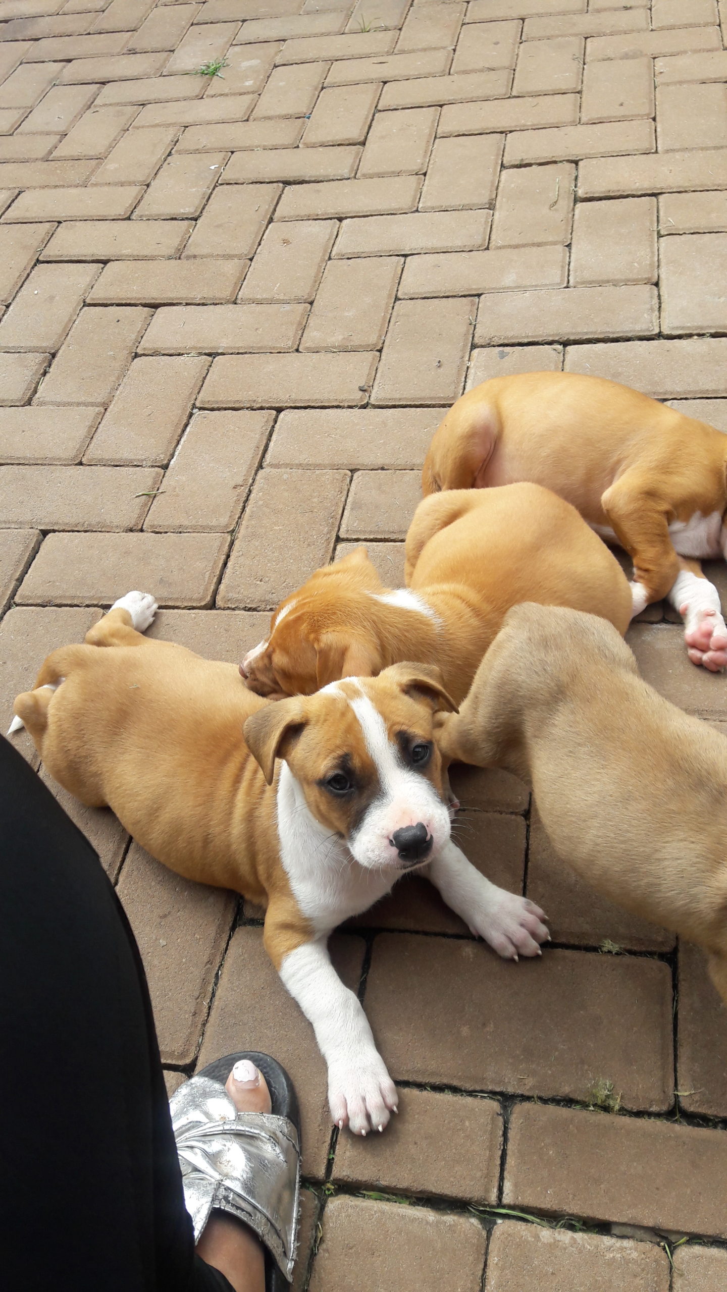 Pitbull Puppies in Johannesburg (10/02/2021)