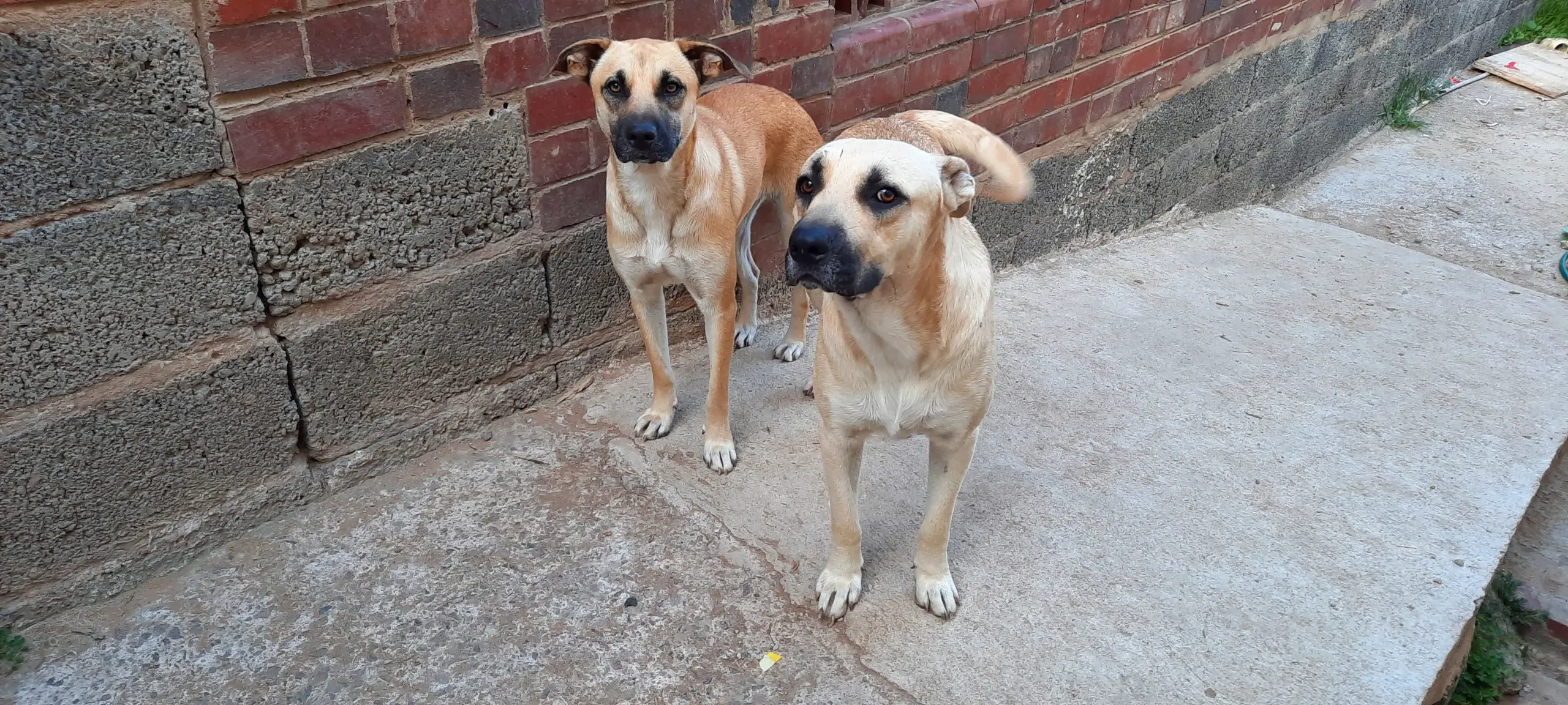 Labrador Puppies in Kwazulu Natal (20/02/2021)