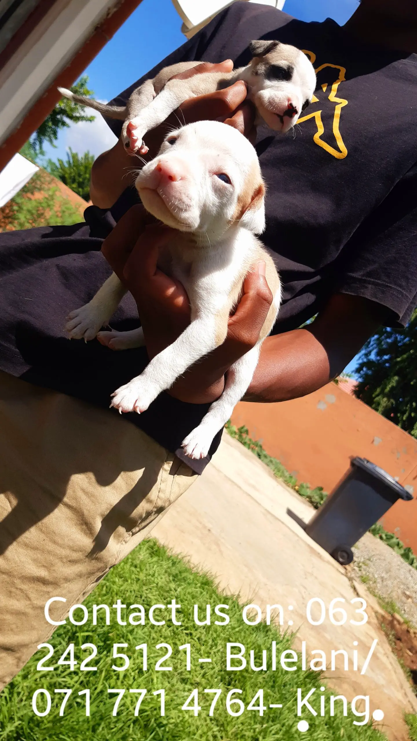 Pitbull Puppies in Johannesburg (20/02/2021)