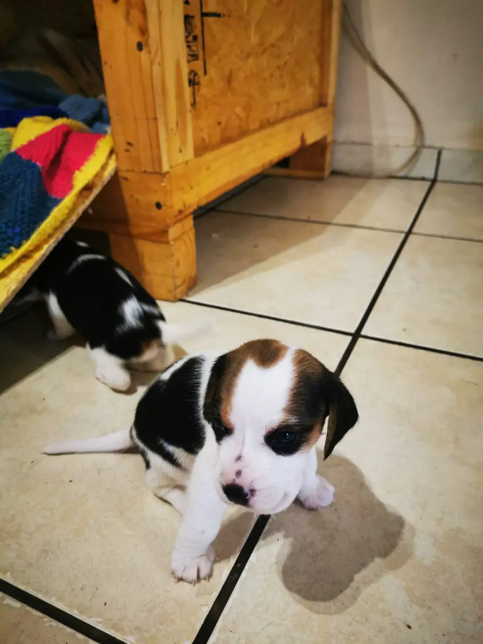 Beagle Puppies in Johannesburg (03/02/2021)