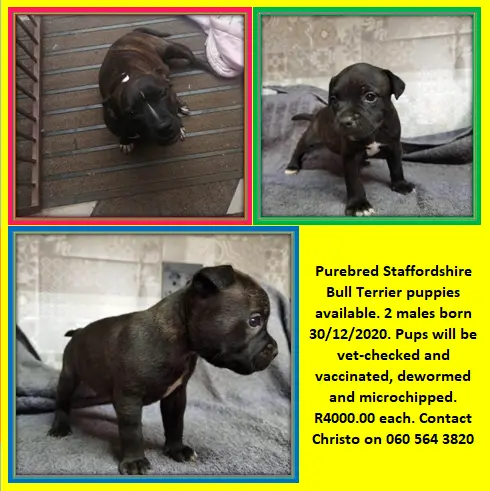 Staffie Puppies in Johannesburg (04/02/2021)
