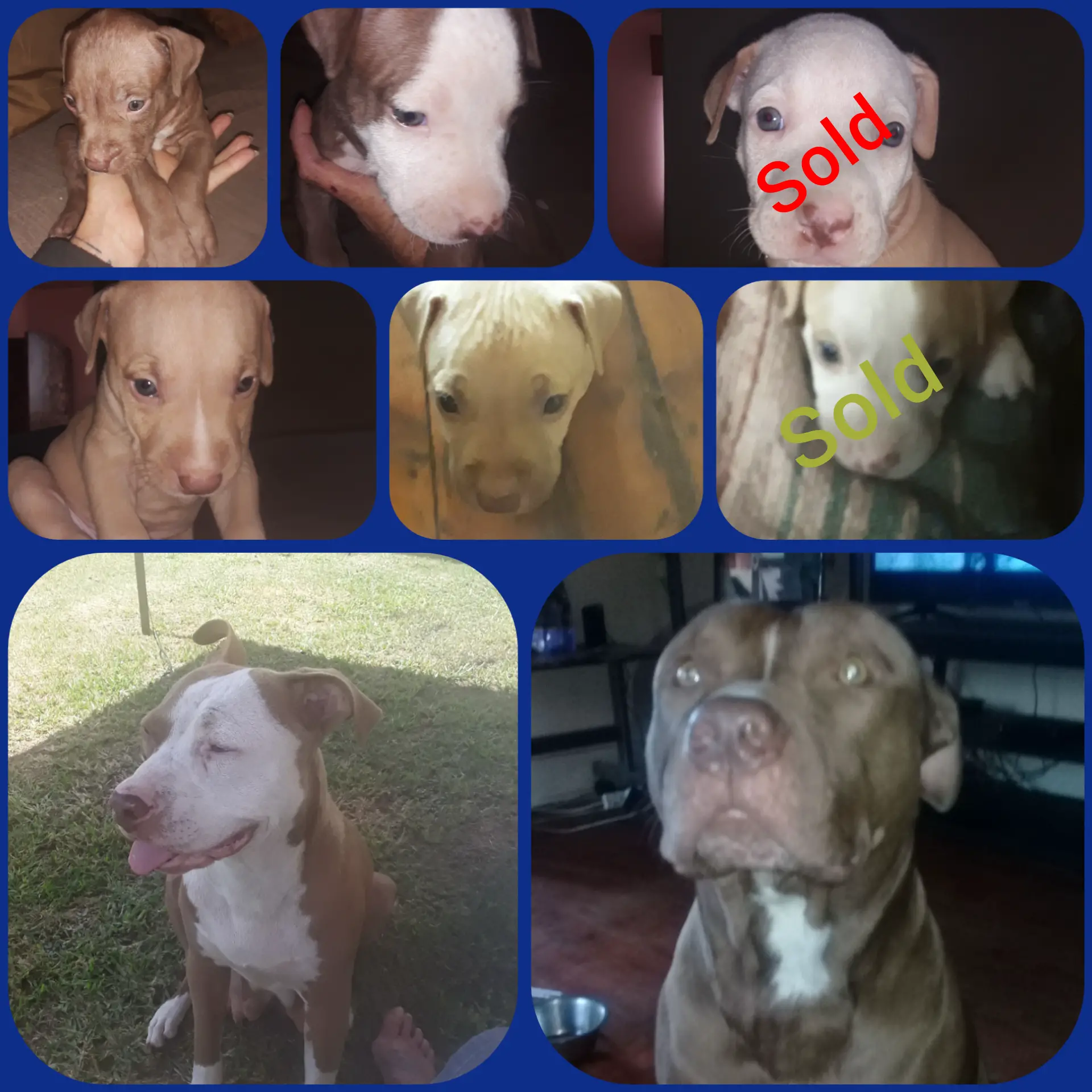 Pitbull Puppies in East Rand (09/02/2021)