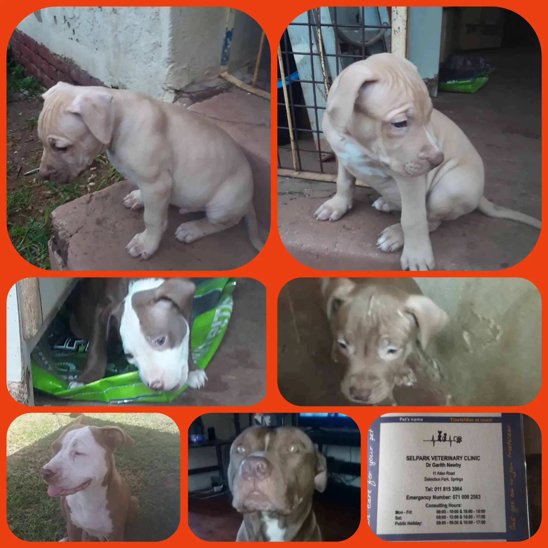 Pitbull Puppies in East Rand (10/02/2021)