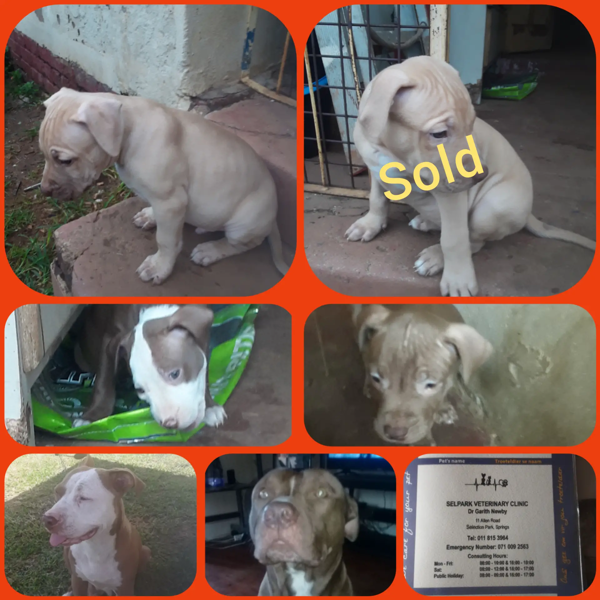 Pitbull Puppies in East Rand (16/02/2021)