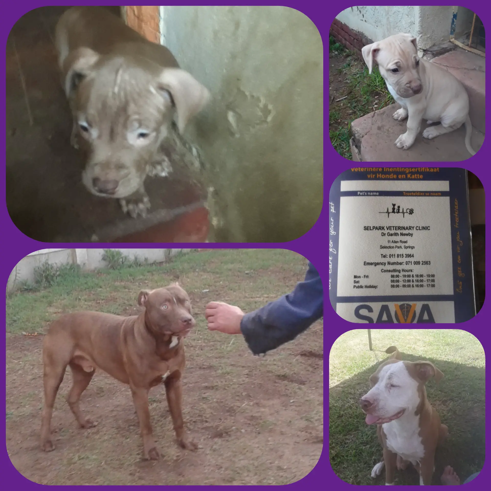 Pitbull Puppies in East Rand (25/02/2021)