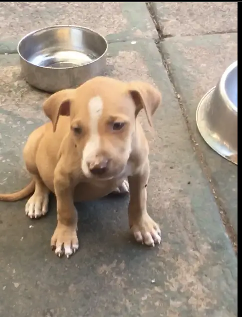 Terrier Puppies in Kwazulu Natal (24/02/2021)