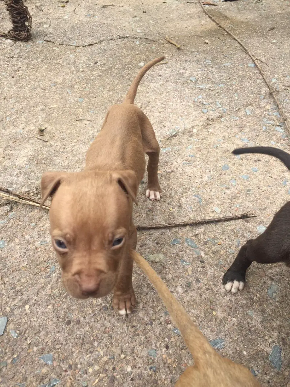 Pitbull Puppies in Pretoria (04/02/2021)