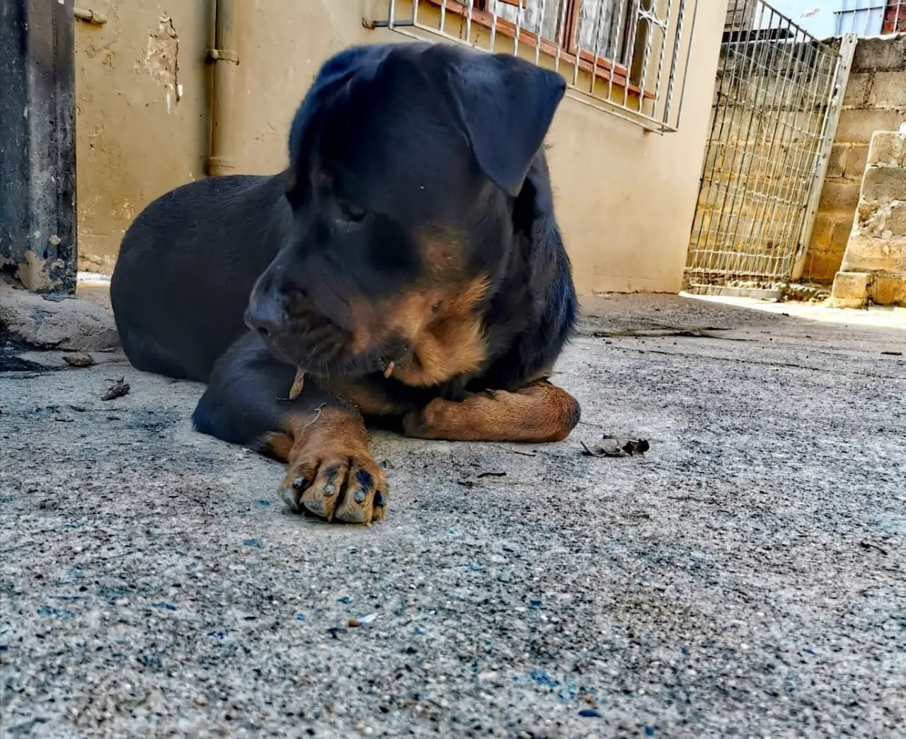 Rottweiler Puppies in Kwazulu Natal (10/02/2021)