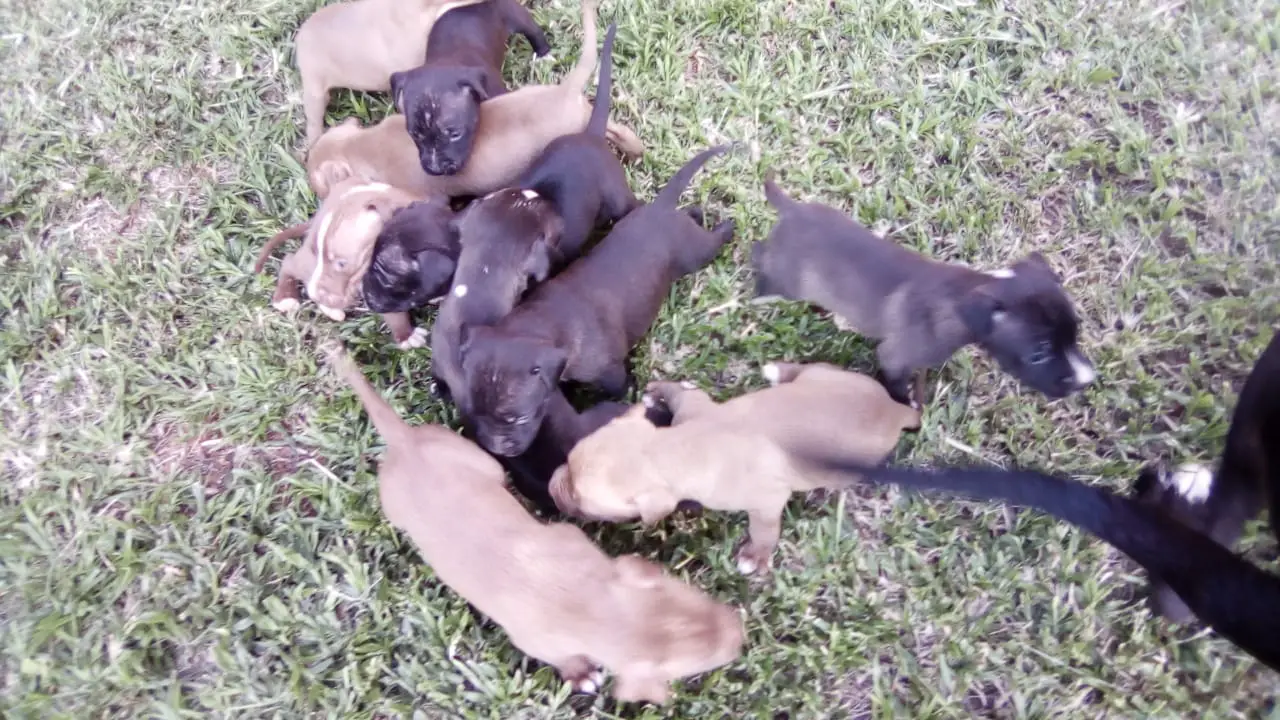 Pitbull Puppies in Other (18/02/2021)