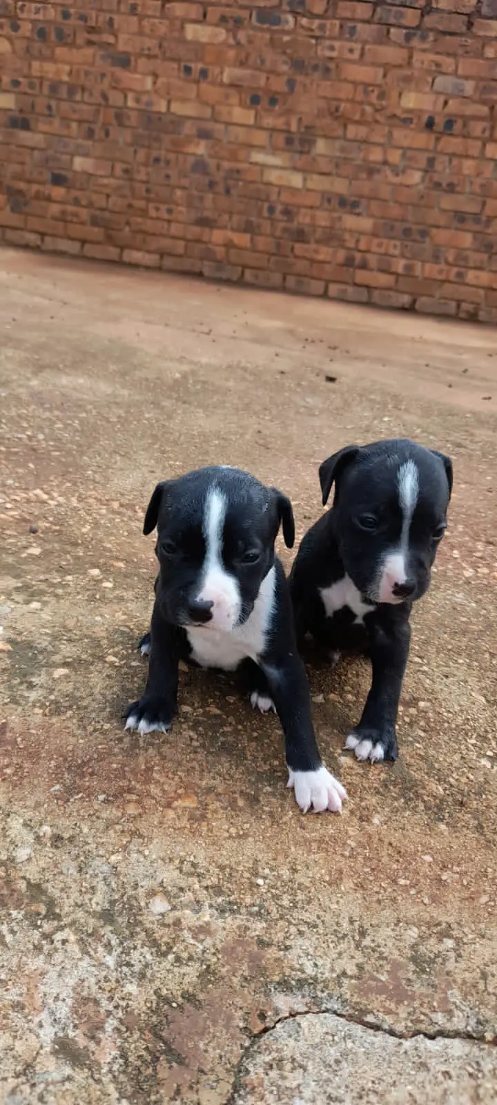 Staffie Puppies in East Rand (28/02/2021)