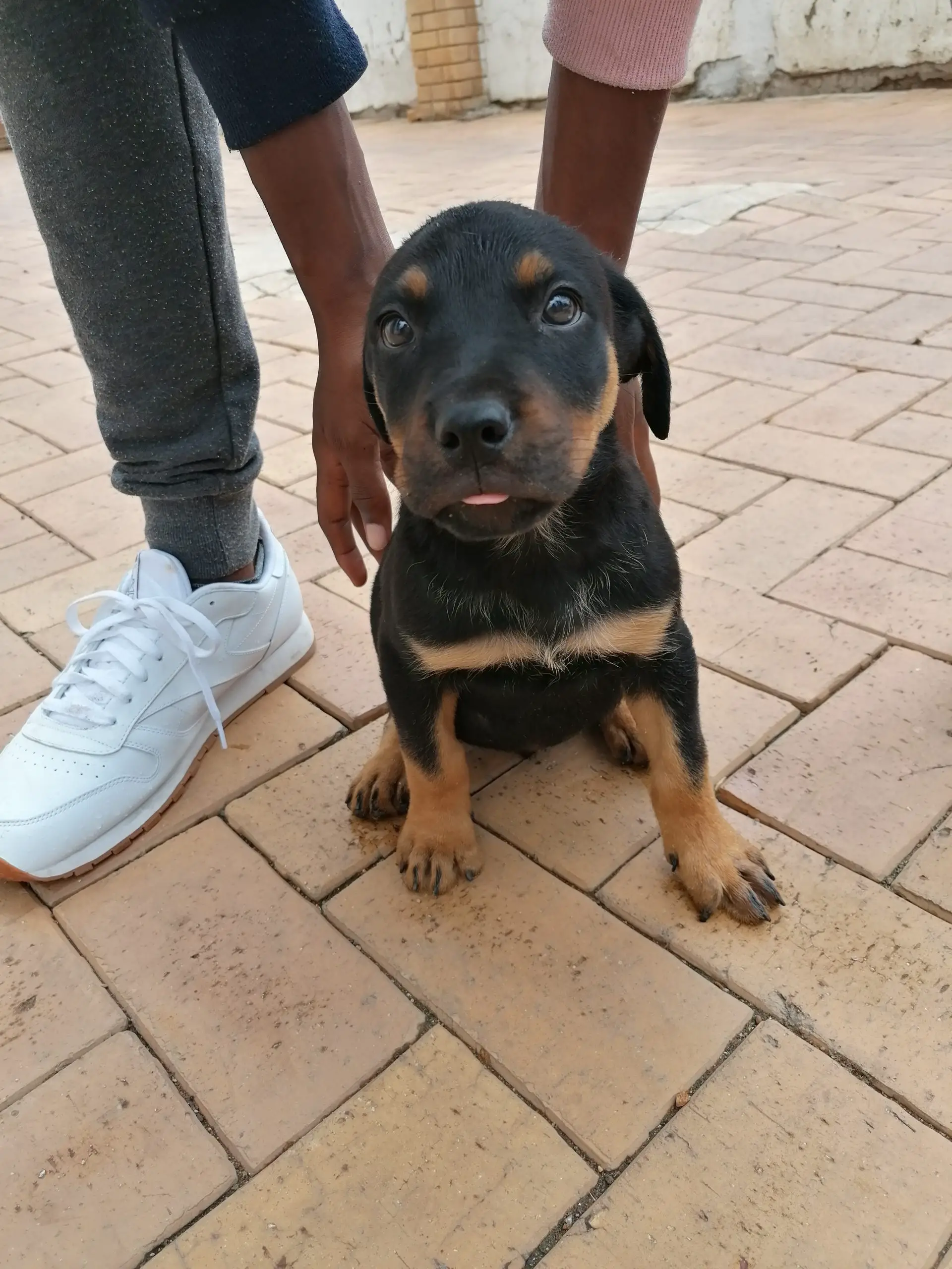 Rottweiler Puppies in Johannesburg (18/02/2021)