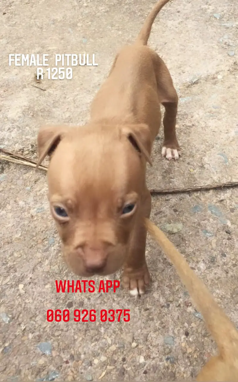 Pitbull Puppies in Pretoria (01/02/2021)