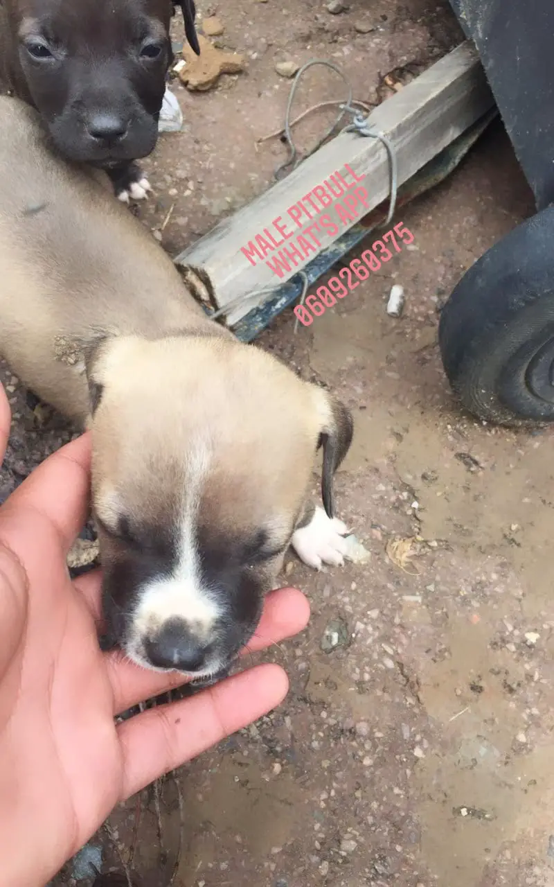 Pitbull Puppies in Pretoria (01/02/2021)