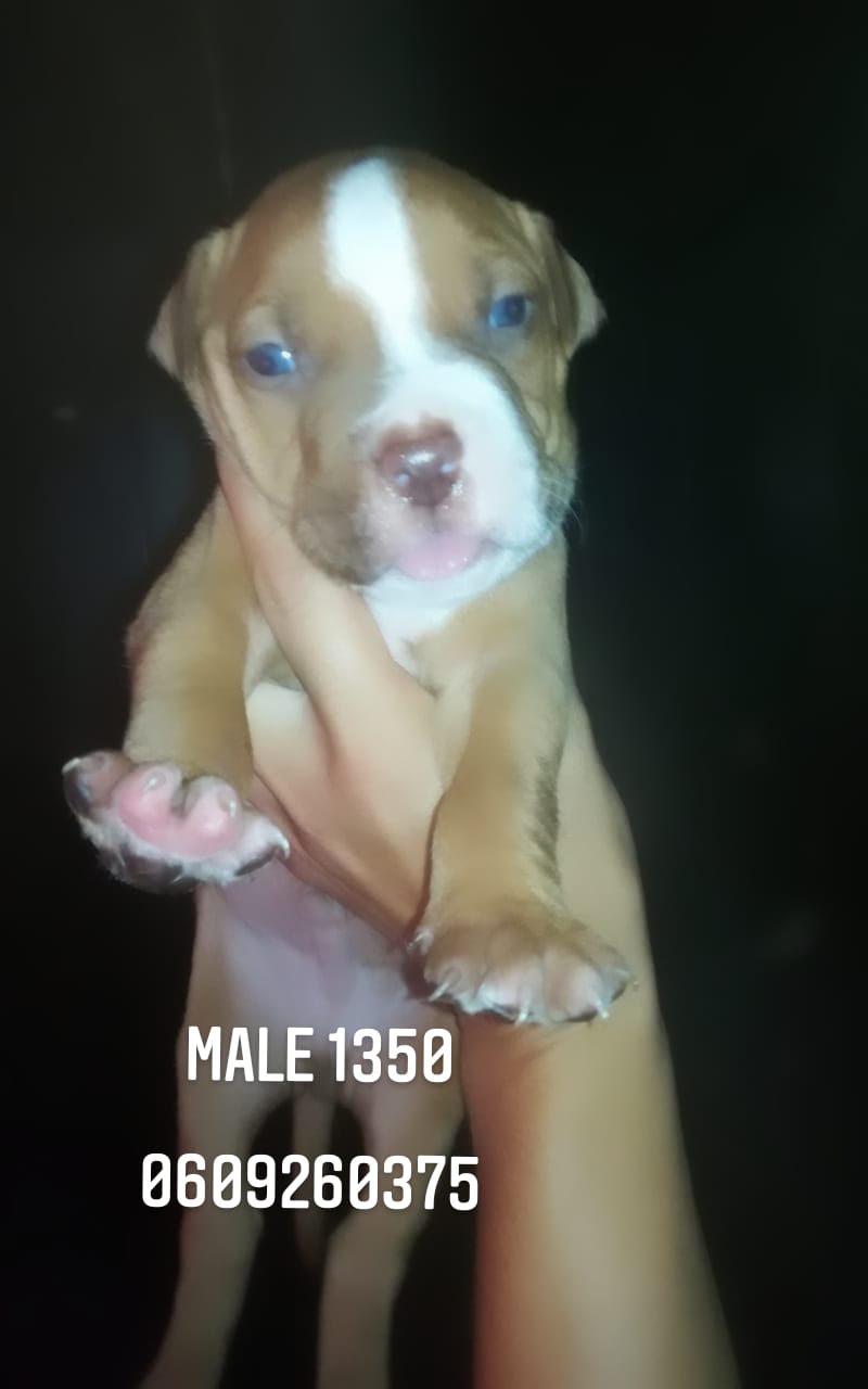 Pitbull Puppies in Pretoria (06/02/2021)