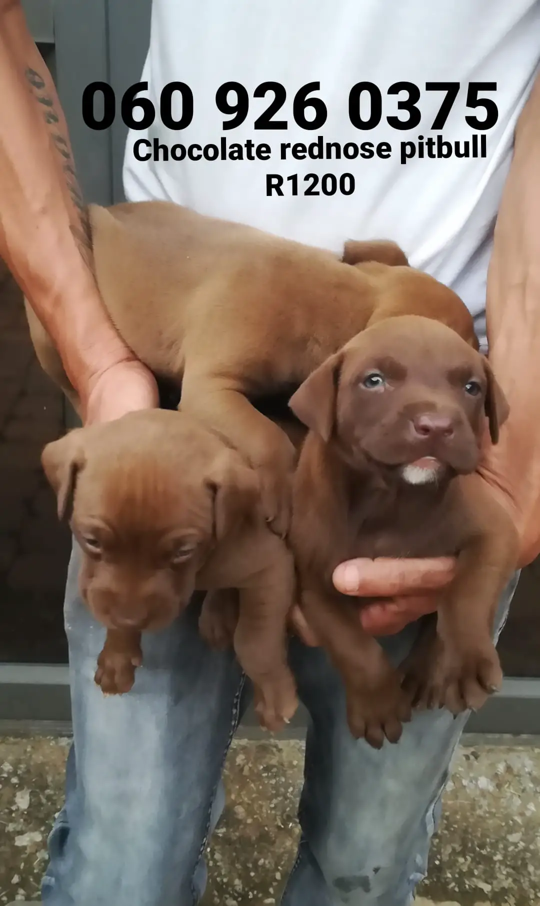 Pitbull Puppies in Pretoria (15/02/2021)
