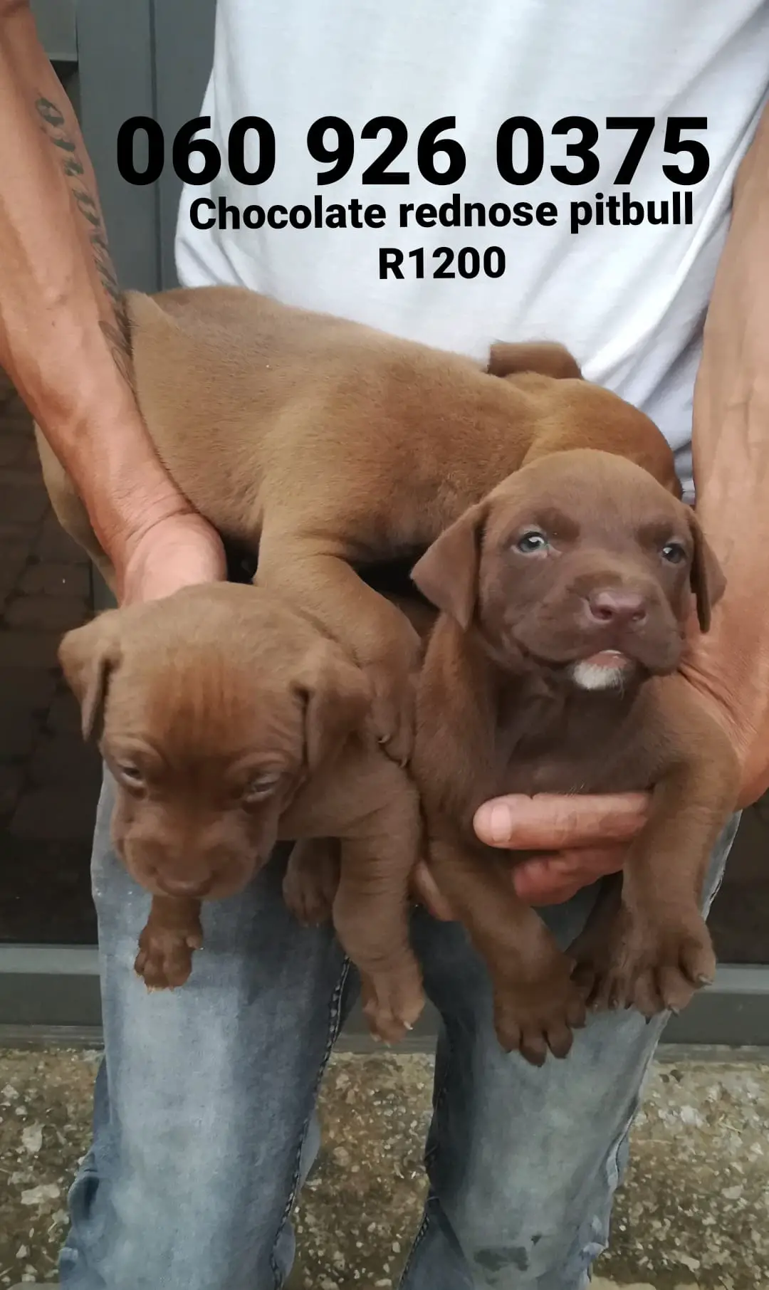 Pitbull Puppies in Pretoria (15/02/2021)